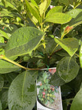 PSIDIUM CATTLEIANUM 14CM