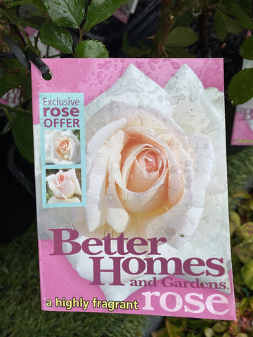 ROSE BETTER HOMES & GARDENS 20CM 
