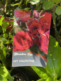 ROSE MY VALENTINE MINIATURE 20CM