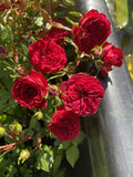 ROSE MY VALENTINE MINIATURE 20CM