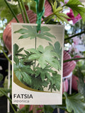 FATSIA JAPONICA 25CM