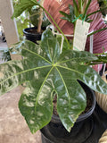FATSIA JAPONICA 25CM
