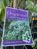 CORNUS EDDIE'S WHITE WONDER 33CM 