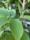 CORNUS EDDIE'S WHITE WONDER 33CM 