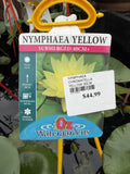 NYMPHAEA CHROMATELLA YELLOW 20CM