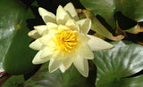 NYMPHAEA CHROMATELLA YELLOW 20CM