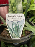 SANSEVERIA 20CM