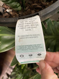 SANSEVERIA 20CM