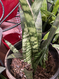 SANSEVERIA 20CM
