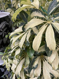 SCHEFFLERA MADAME DE SMET 20CM 