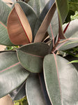 FICUS ELASTICA BURGUNDY 20CM