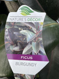 FICUS ELASTICA BURGUNDY 20CM 