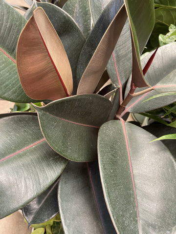 FICUS ELASTICA BURGUNDY 20CM