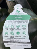 FICUS ELASTICA BURGUNDY 20CM 