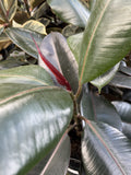 FICUS ELASTICA BURGUNDY 20CM 