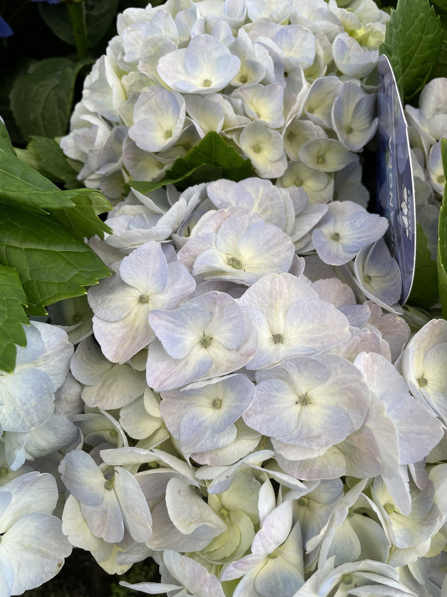 HYDRANGEA BLUE BALL 20CM – Poyntons Nursery