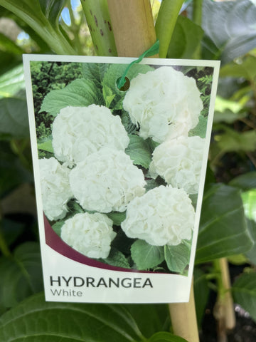 HYDRANGEA WHITE BALL 20CM