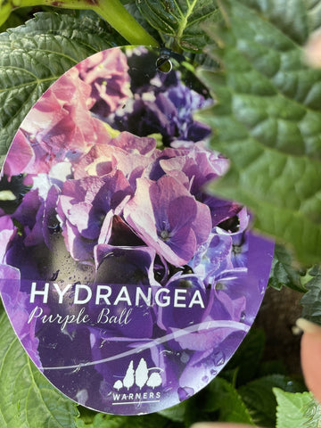 HYDRANGEA PURPLE BALL 20CM 