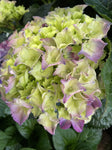 HYDRANGEA PURPLE BALL 20CM 
