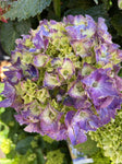 HYDRANGEA PURPLE BALL 20CM 