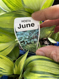 HOSTA JUNE 14CM