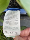 HOSTA JUNE 14CM