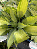 HOSTA JUNE 14CM