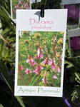 DIERAMA PENDULUM 14CM