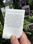 DIERAMA PENDULUM 14CM