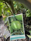 APPLE GRANNY SMITH 25CM