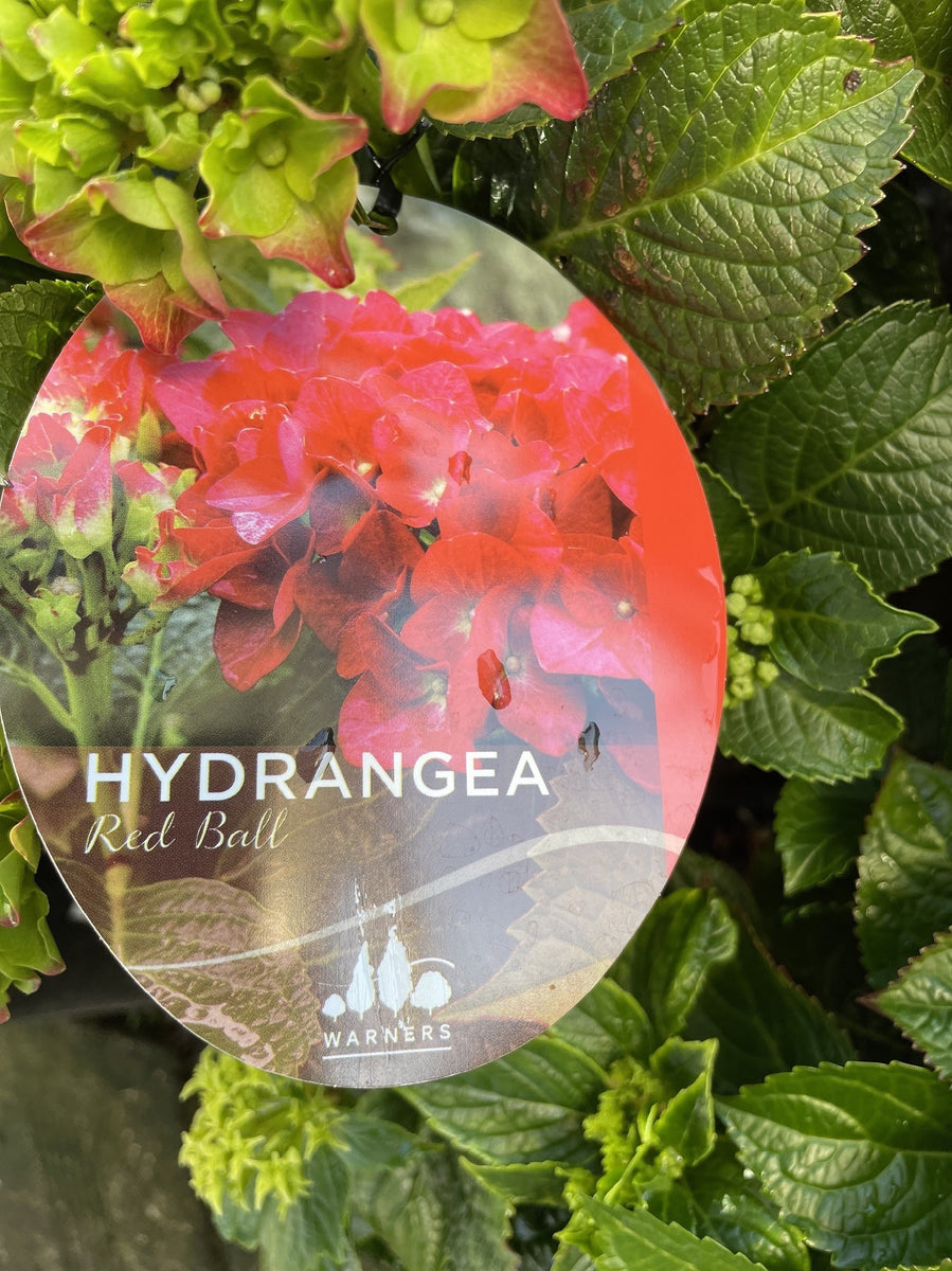 HYDRANGEA RED BALL 20CM – Poyntons Nursery