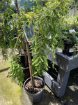 TAXODIUM DISTICHUM CASCADE FALLS STANDARD 25CM