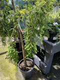 TAXODIUM DISTICHUM CASCADE FALLS STANDARD 25CM