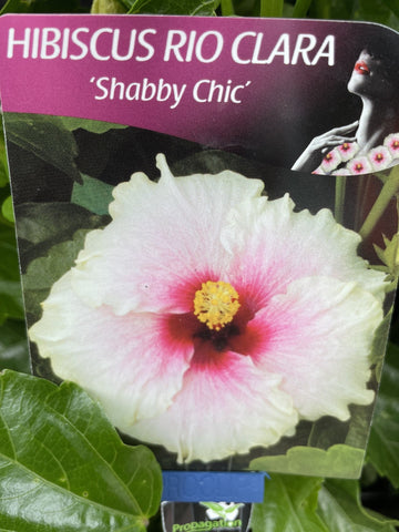HIBISCUS RIO SHABBY CHIC 14CM