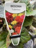 BEGONIA TUBEROUS 20CM