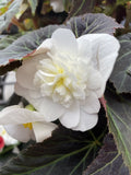 BEGONIA TUBEROUS 20CM