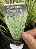 ACORUS CALAMUS VARIEGATUS 14CM