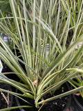 ACORUS CALAMUS VARIEGATUS 14CM