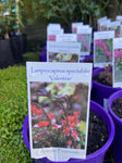 LAMPROCAPNOS SPECTABILIS VALENTINE 14CM