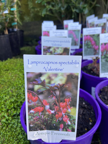 LAMPROCAPNOS SPECTABILIS VALENTINE 14CM