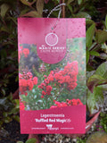 LAGERSTROEMIA CREPE MYRTLE RUFFLED RED MAGIC 20CM 