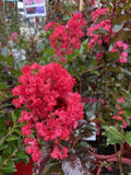 LAGERSTROEMIA CREPE MYRTLE RUFFLED RED MAGIC 20CM 