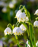 LEUCOJUM - SNOWFLAKES