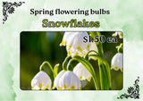 LEUCOJUM - SNOWFLAKES