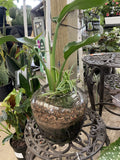 TERRARIUM LARGE