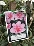 CAMELLIA OLIVIA 20CM