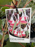 EUCALYPTUS CAESIA SILVER PRINCESS 25CM 