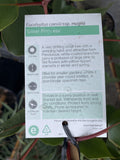 EUCALYPTUS CAESIA SILVER PRINCESS 25CM 