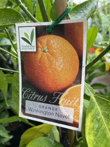 ORANGE WASHINGTON NAVEL 33CM