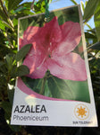AZALEA PHOENICEUM 17CM